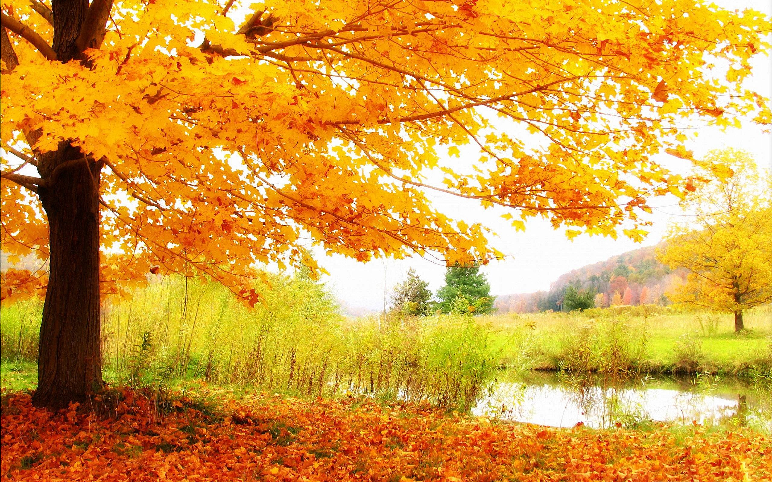 free autumn background