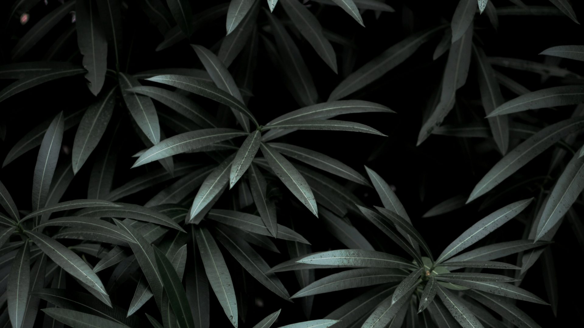 Download wallpaper 1920x1080 leaves bushes green dark full hd hdtv  fhd 1080p hd background